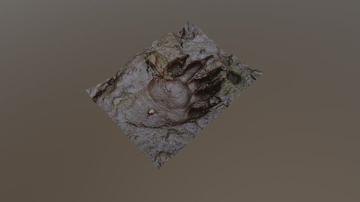 水田にあるアライグマの足跡 3D Model