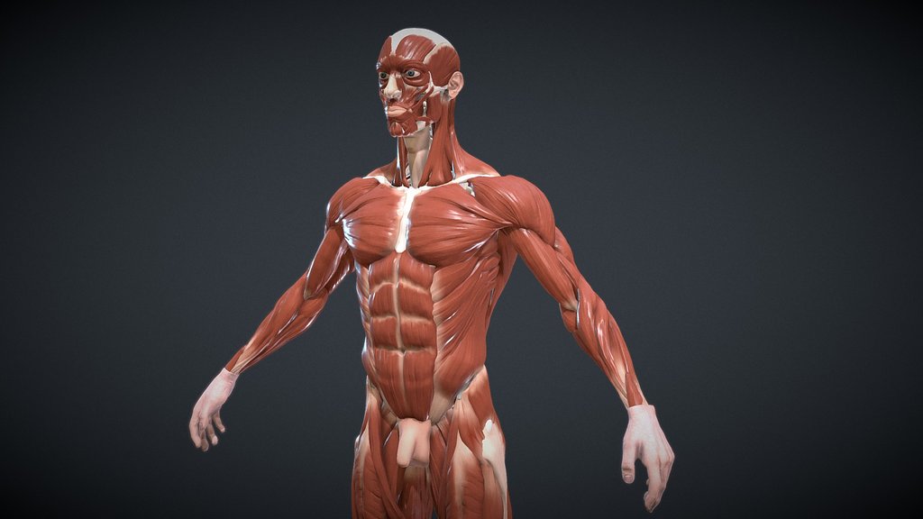 Anatomy A 3d Model Collection By Aleximedley Sketchfab