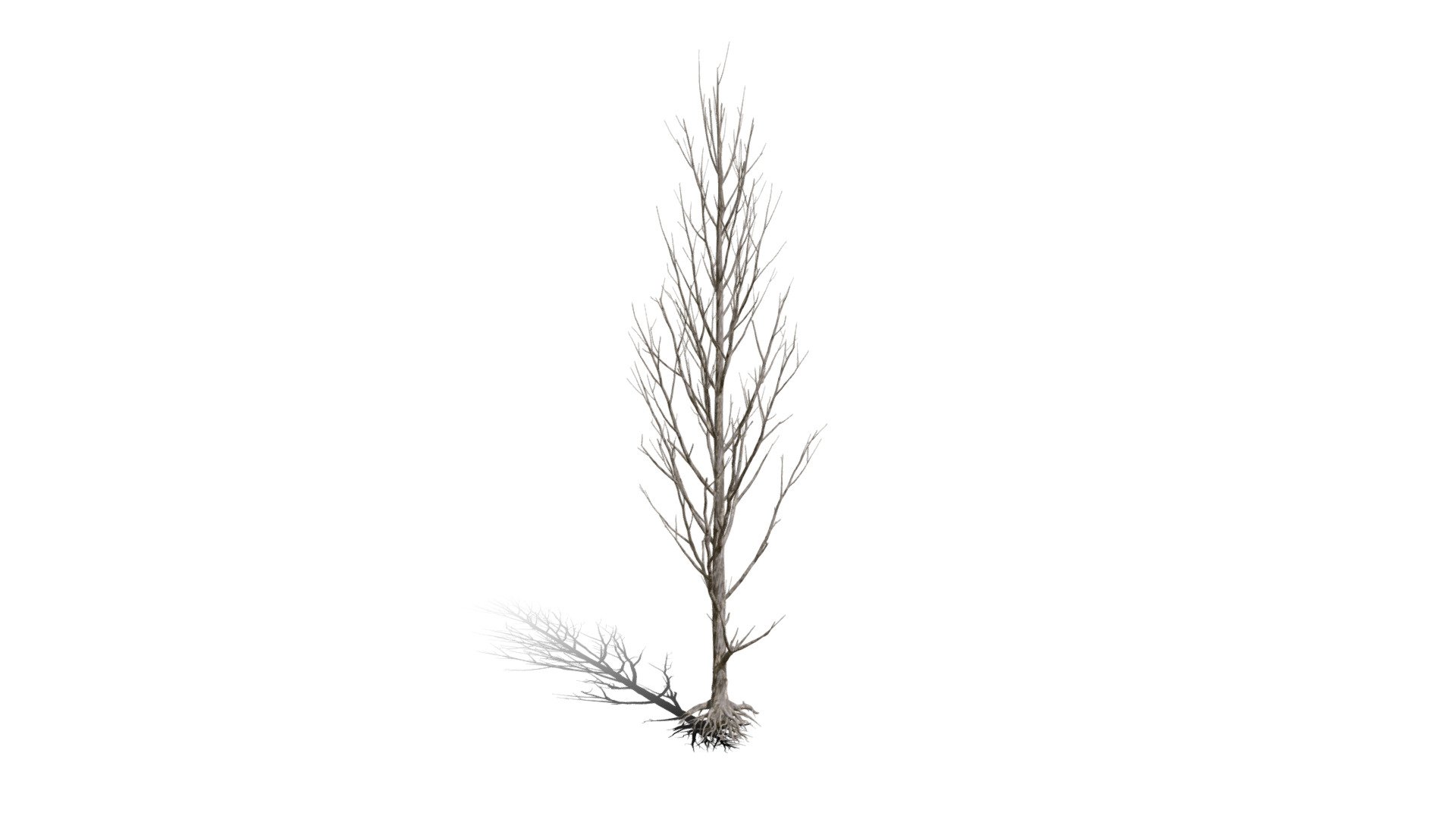 Realistic HD Black poplar (62/105) - Download Free 3D model by ...