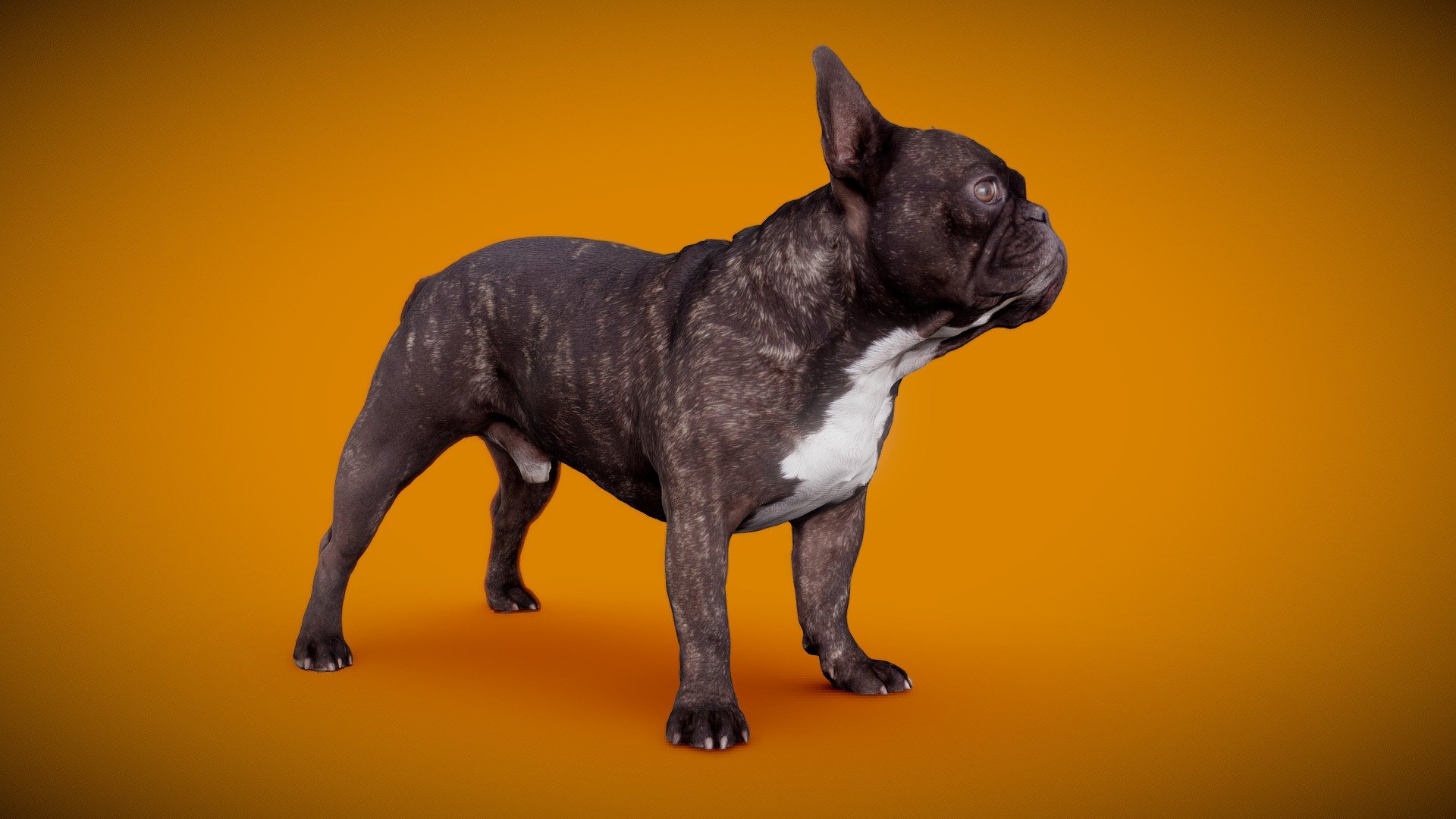 DOG B - 11of13 - Buy Royalty Free 3D model by Frank.Zwick (@Frank_Zwick ...