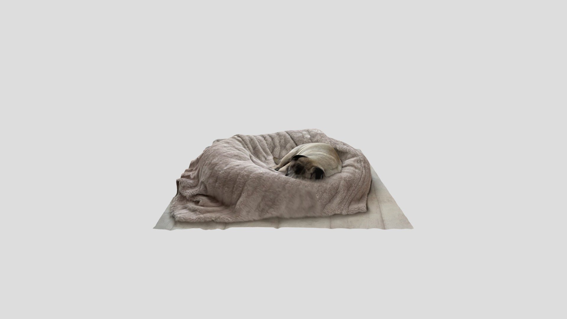 sleeping pug