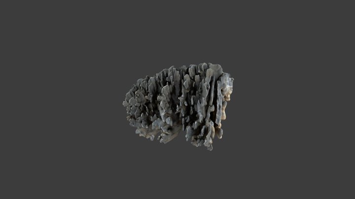Distichopora violacea
