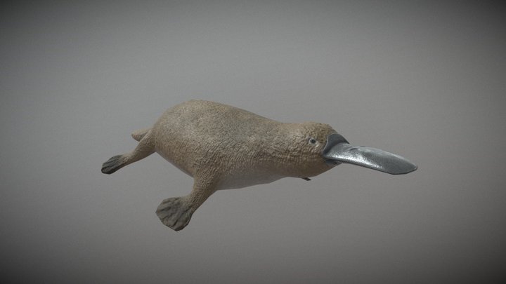 Duck-billed platypus 3D Model