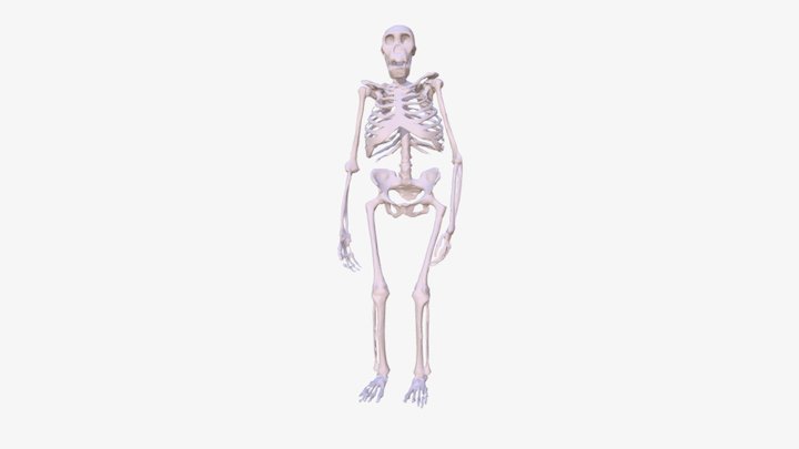 Merged Sediba 3D Model