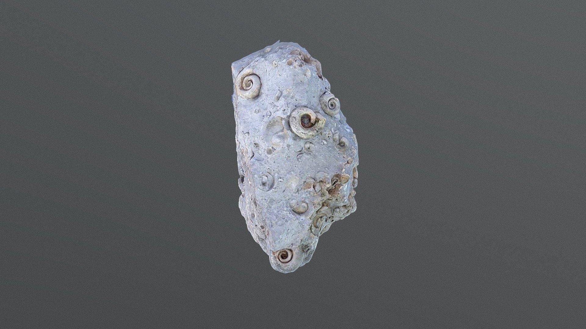 Planorbis sp