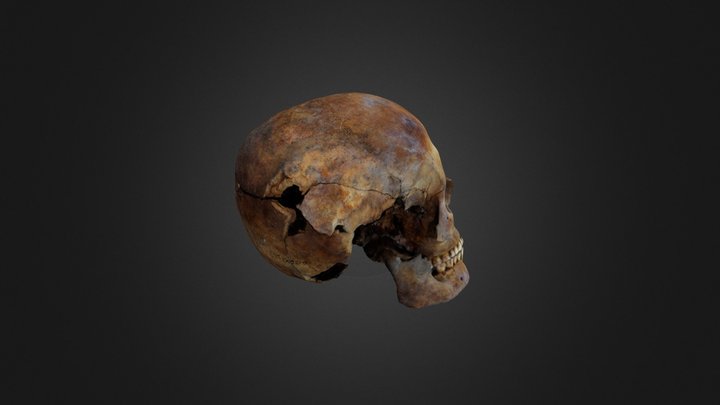 Forensic Anthro - Sex from skull 3D Model