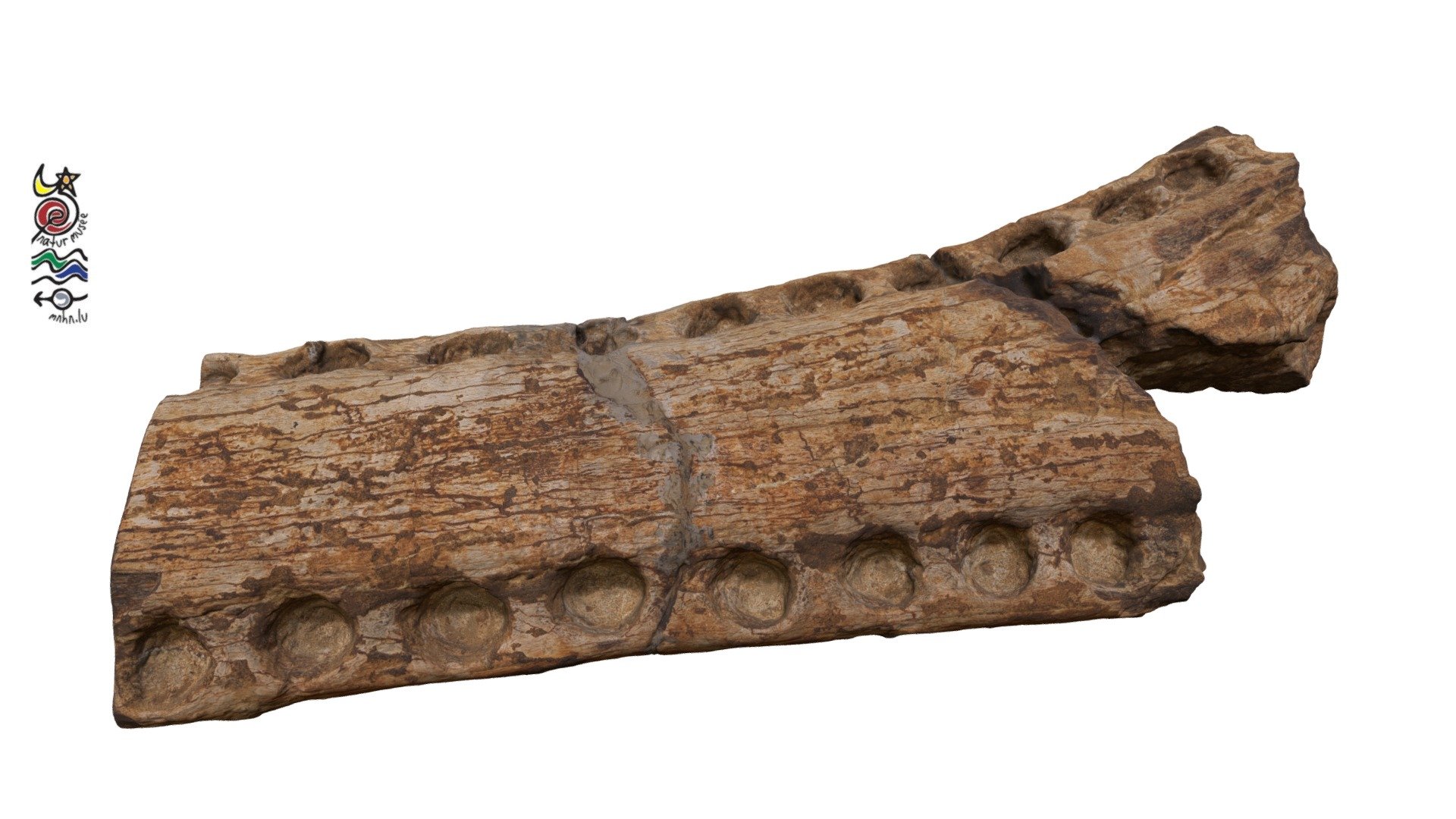 Thalattosuchia HU566 Download Free 3D model by Musée national d