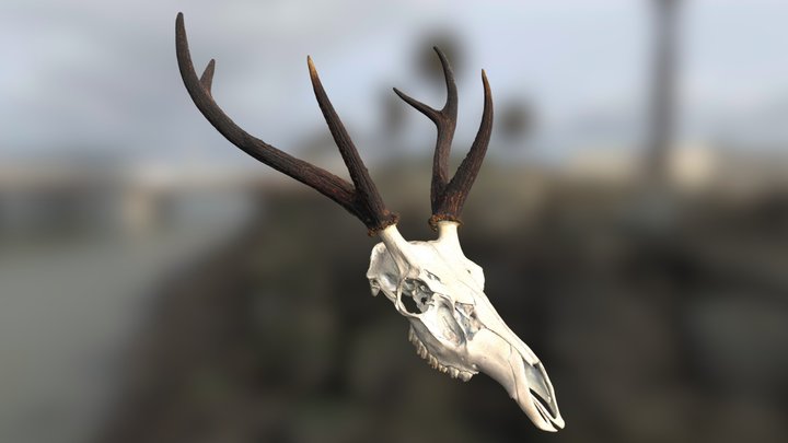 Sambar Deer Skull 3D Model