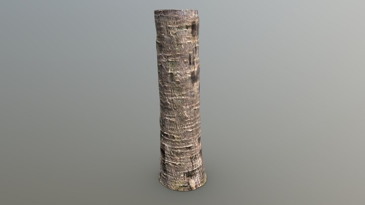 Date Palm Photogrammetry Scan – Modèle 3D gratuit STL