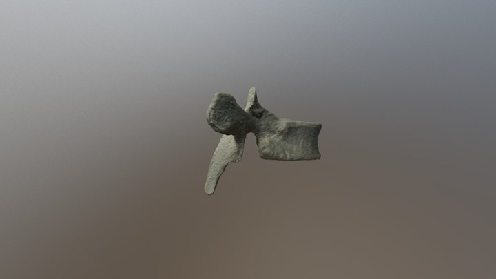 Thoracic vertebra 3D Model
