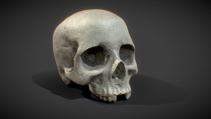 Human Skull Scan by CMW 3D Model