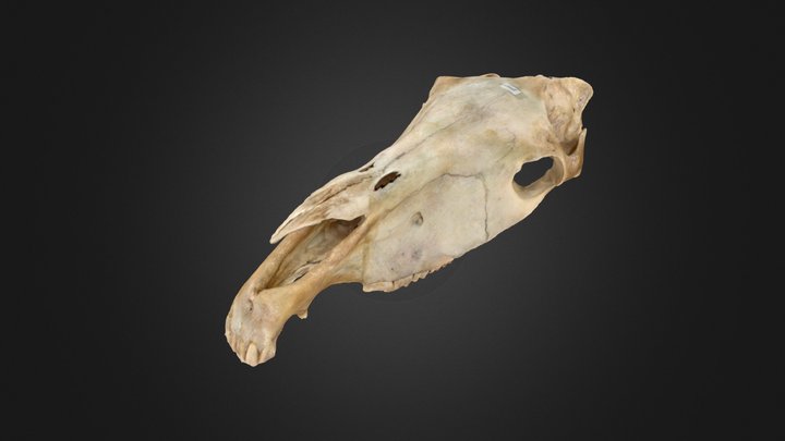 crâne cheval – Modèle 3D gratuit STL