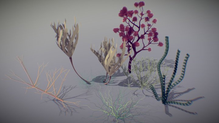 Algae 3D models - Sketchfab