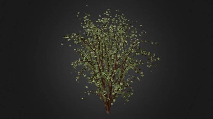 Water Birch 3D Model