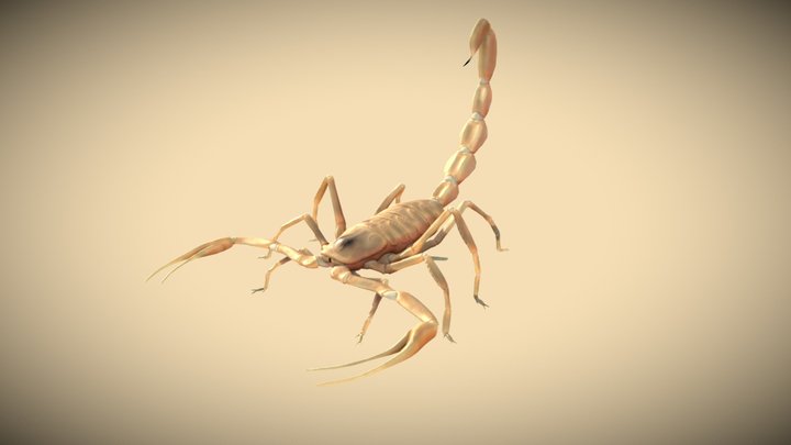 Scorpion 3D Model