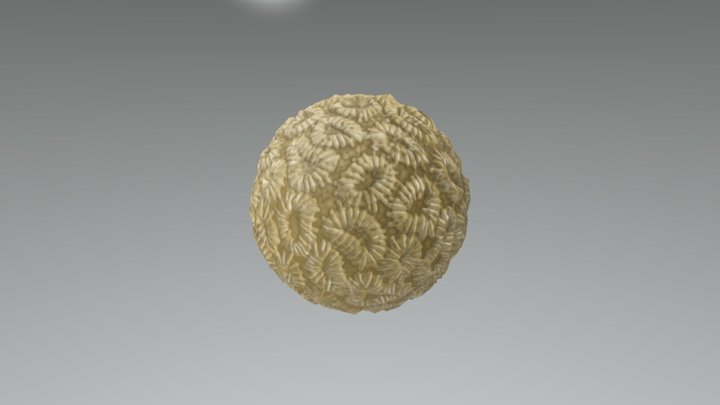 Elliptical Star Coral 3D Model