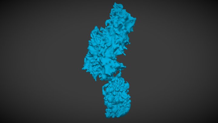 Allectona millari boring pattern 3D Model