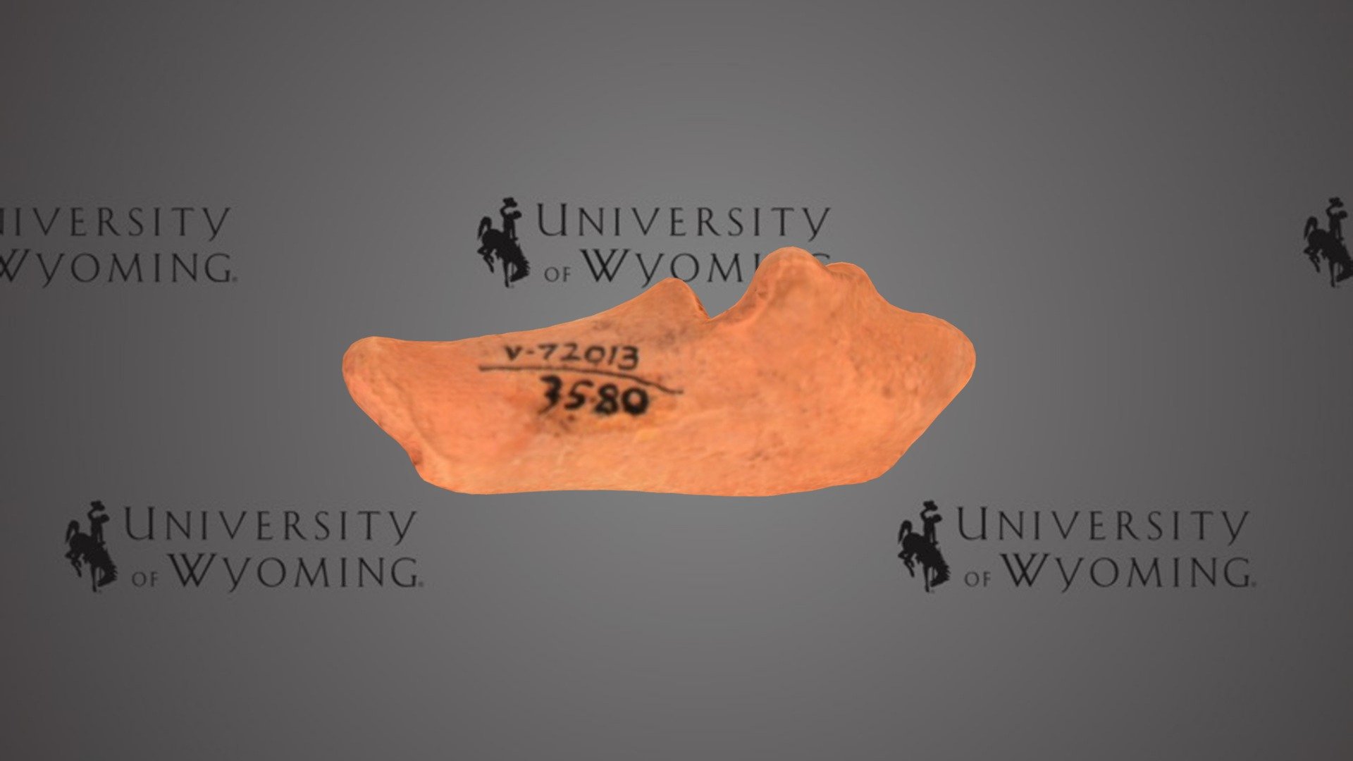 UW 3580 - Antilocapra americana, Tarsal