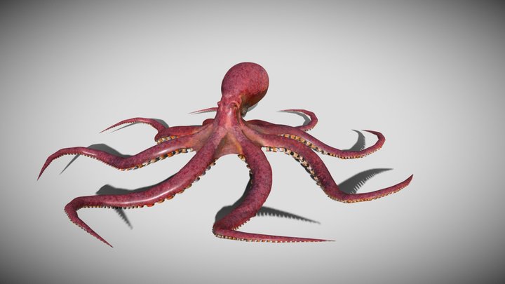 Pacific Octopus Animated 3D Model