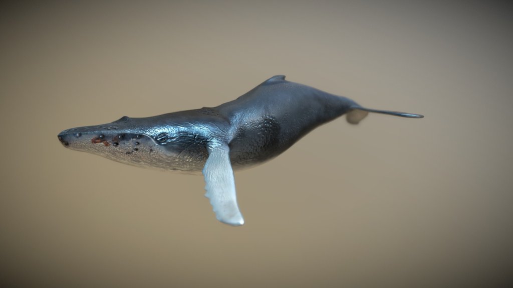 Ballena