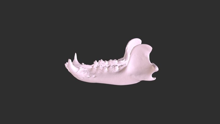 Jaw Sample 3D Model
