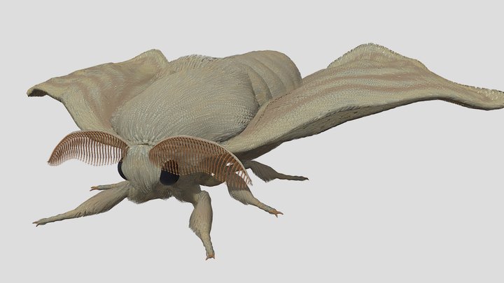 Silk Moth 3D Model