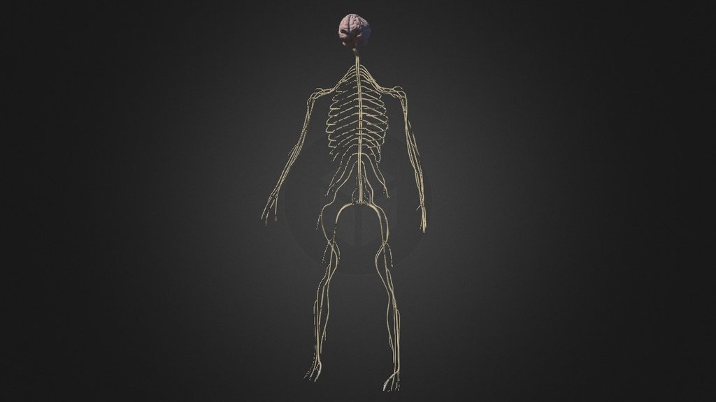 Nervous System - 3D model by Pol Menéndez (@polroute66) [855cd4f]