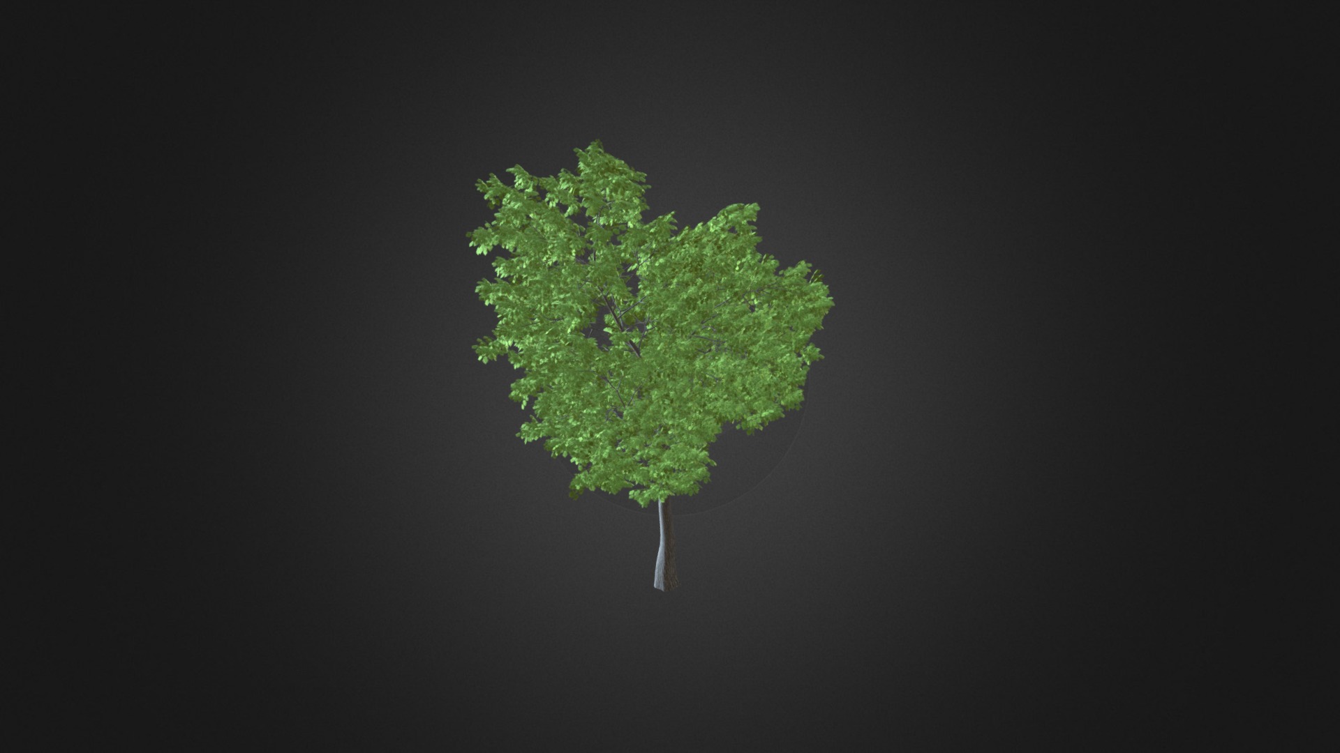3D model Wild Service Tree (Sorbus torminalis) 4.7m - This is a 3D model of the Wild Service Tree (Sorbus torminalis) 4.7m. The 3D model is about map.