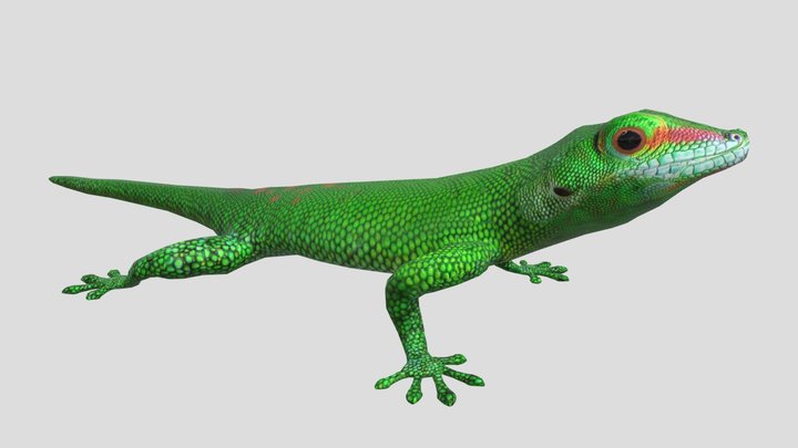 Madagascar Day Gecko 3D Model
