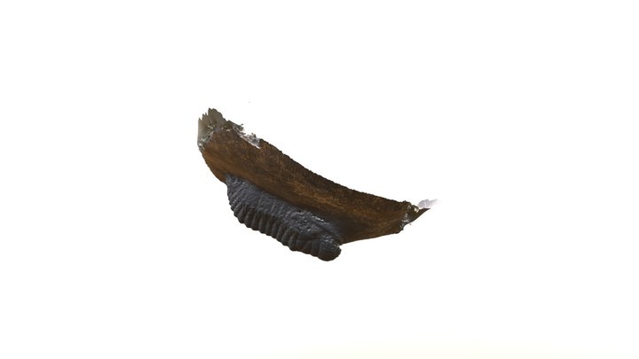 Trilobite 3D Model
