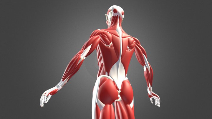 Human Bones and Muscles 3D Model
