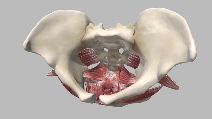 Female Pelvic Floor Muscles 3D Model
