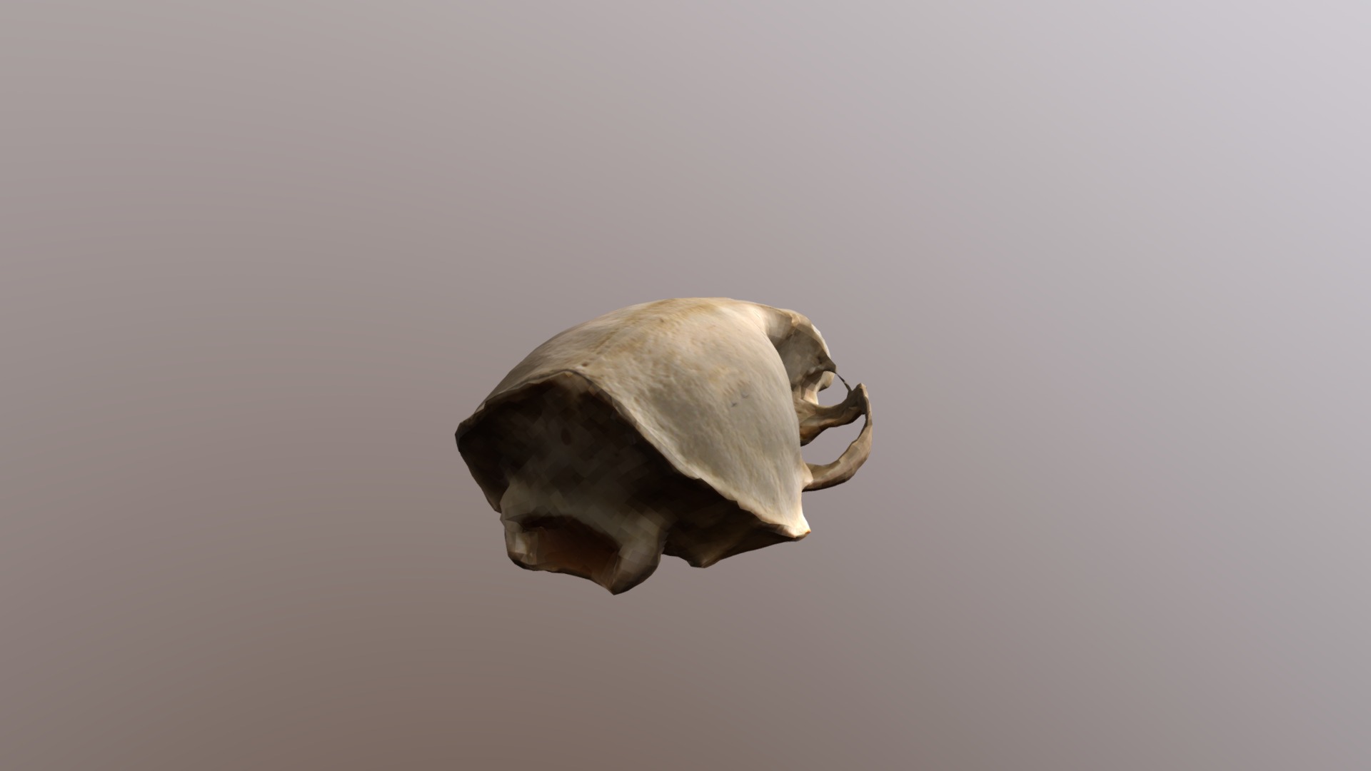 3D model Low-res Otter Skull - This is a 3D model of the Low-res Otter Skull. The 3D model is about a turtle on a white background.