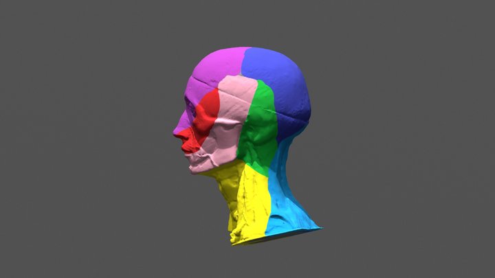Innervation of the Face 3D Model