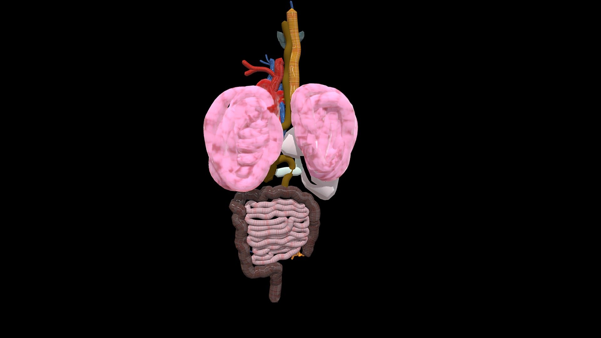Organs - Download Free 3D model by Amreena (@amreenasarwat) [856a110 ...