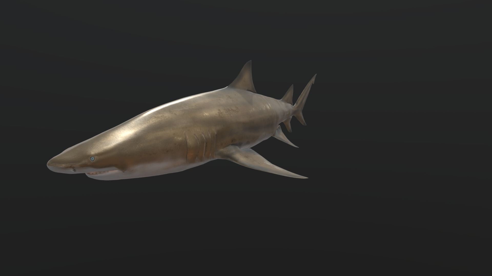 3D model Lemon Shark - This is a 3D model of the Lemon Shark. The 3D model is about a white fish in the water.