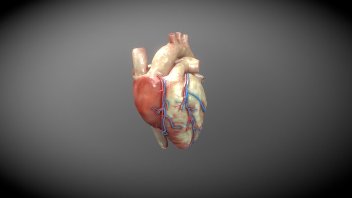 Human Heart VR Display 3D Model