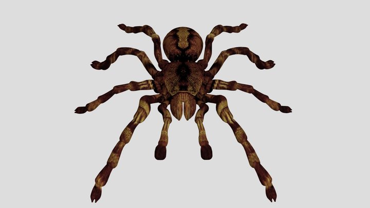 Tarantula