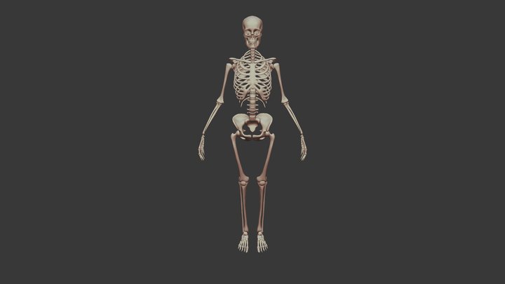 Female Skeleton 3D Model