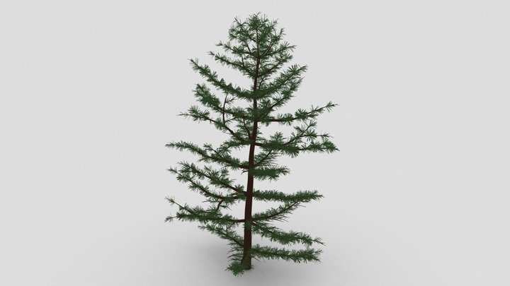 Pine Tree 3D Model