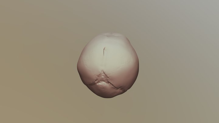 Human Fetal Skull 3D Model