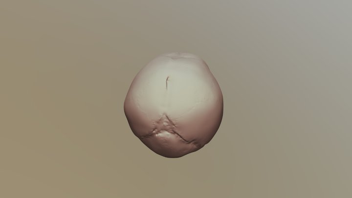 Human Fetal Skull 3D Model