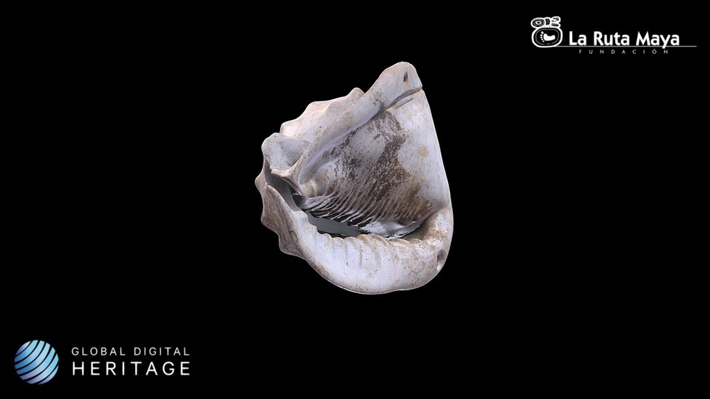 Conch shell (trumpet)