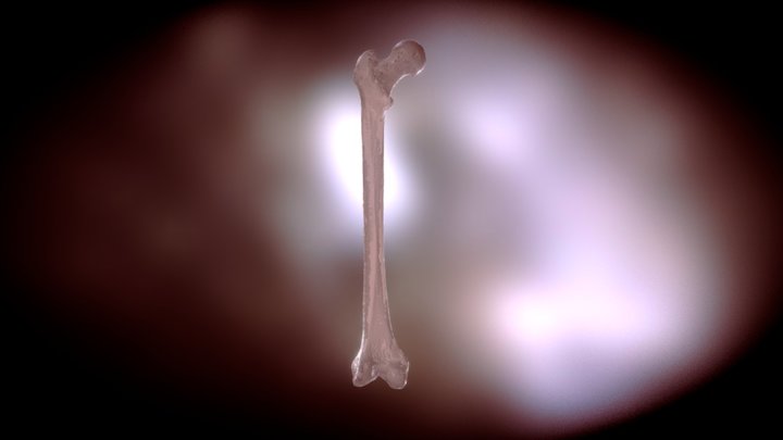 Femur HQ No Texture 3D Model