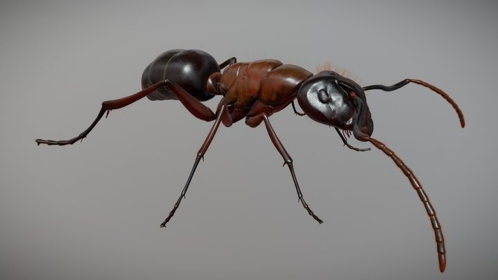 Ant HD Model 3D Model