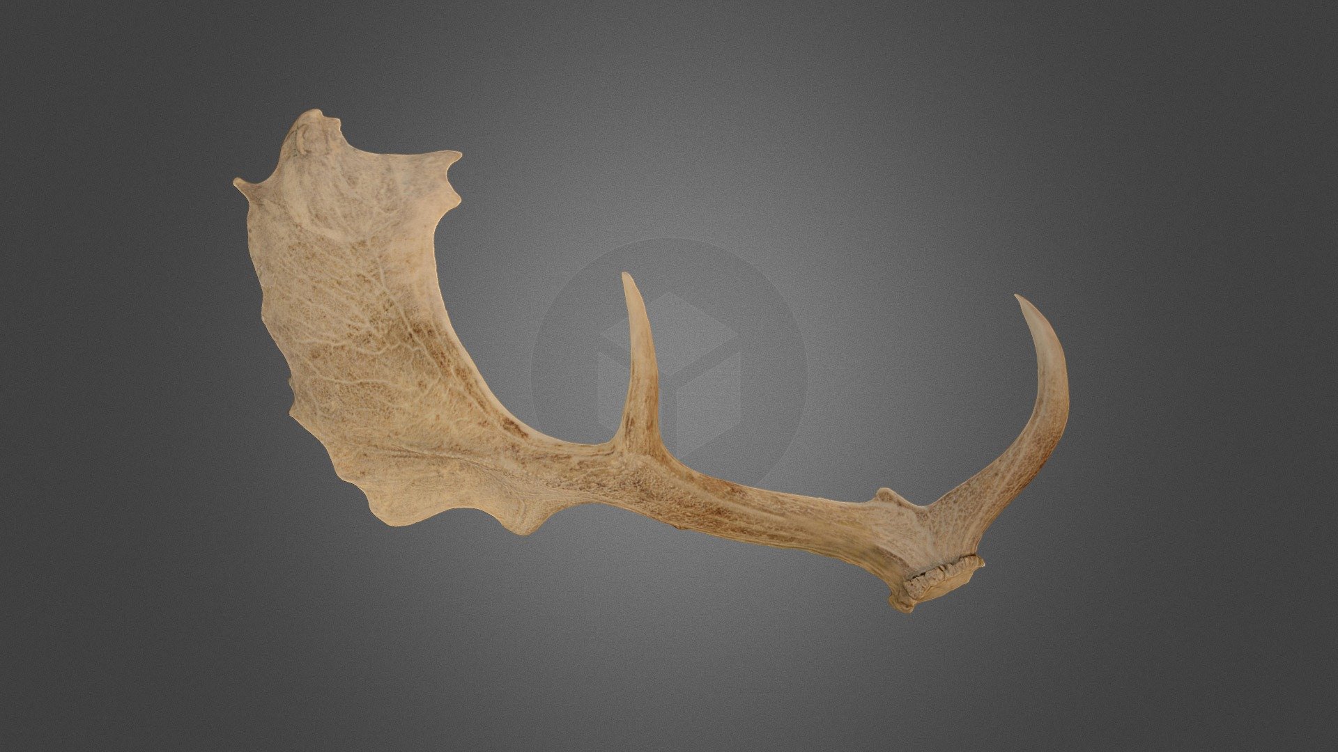 Deer Antler Download Free 3D model by KeaMakerlab [858011b] Sketchfab