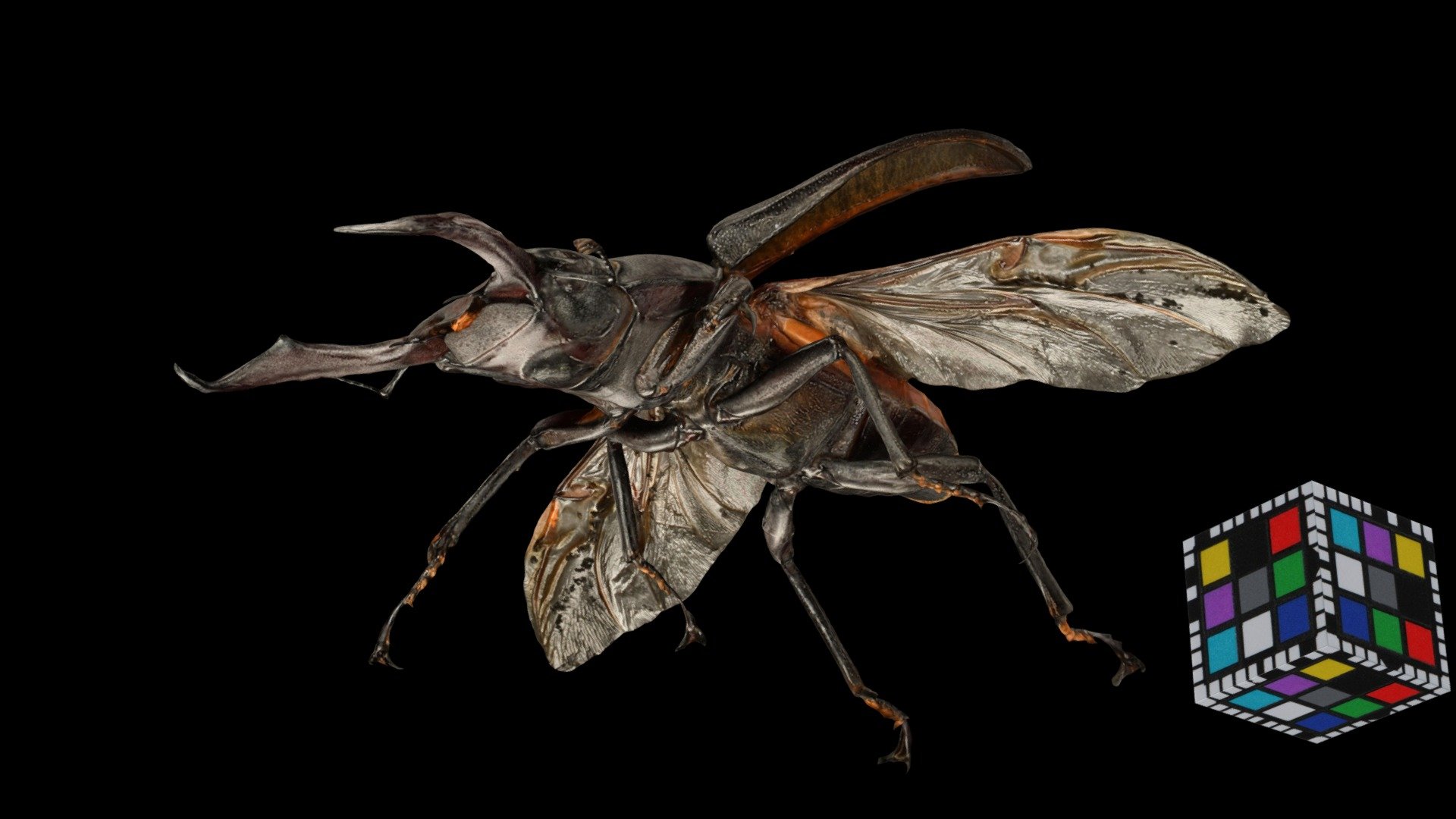 CC0 コクワガタ ♂ Little Stag Beetle, Dorcus rectus - Download Free 3D model ...