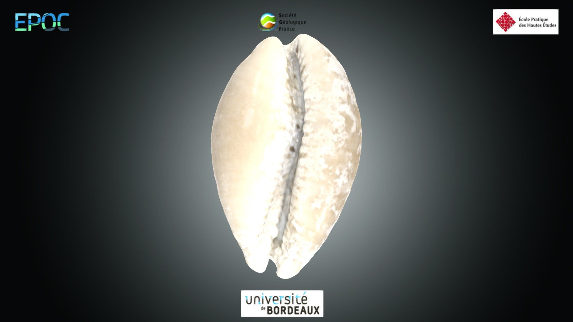 Gastéropode - Cypraea sp.