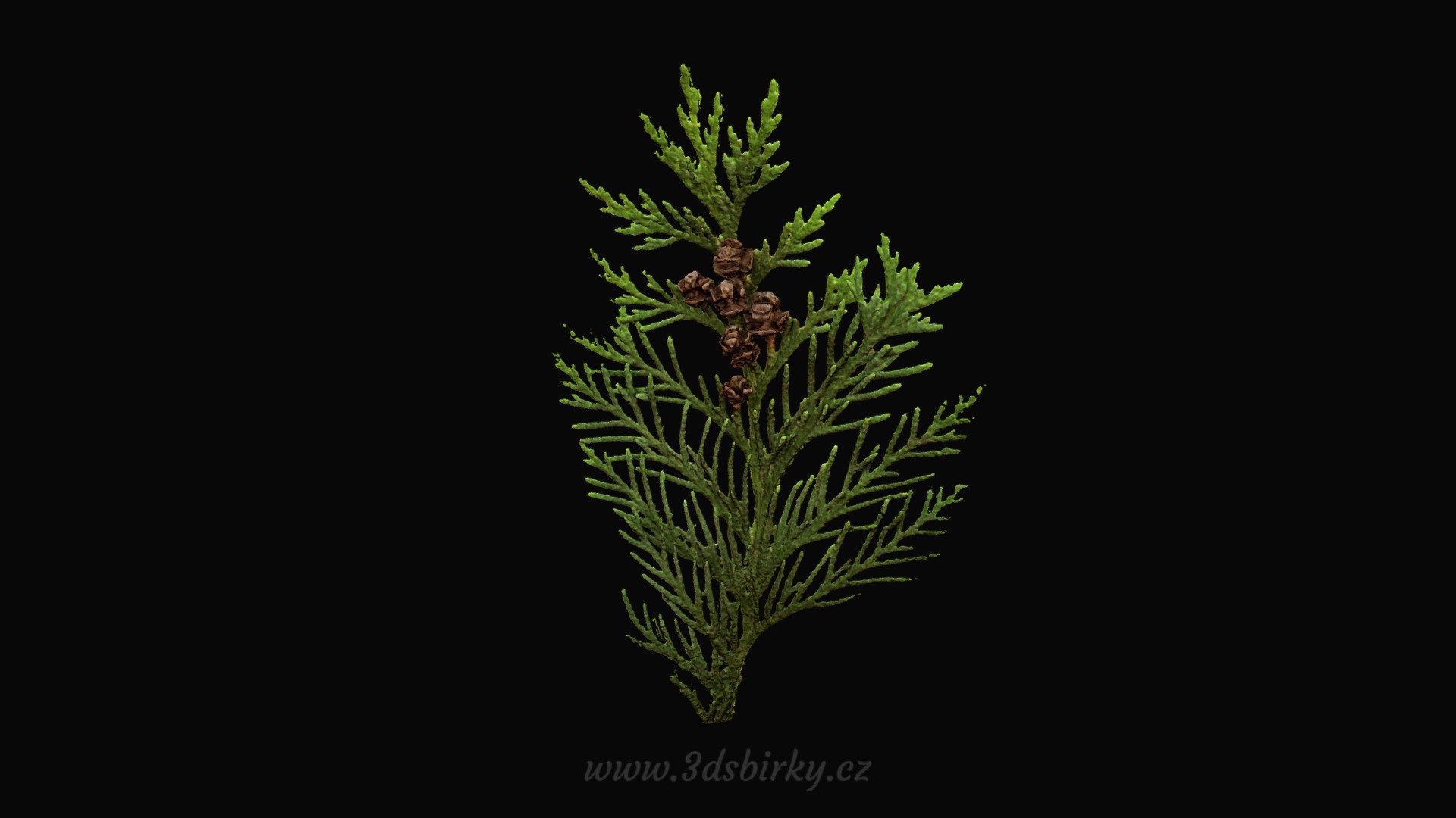 Chamaecyparis Lawsoniana - Cypřišek Lawsonův — Sketchfab embed 3D viewer