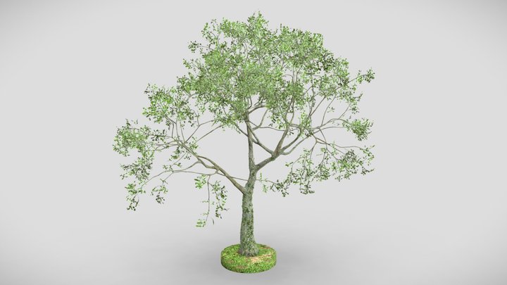 Tree 4 3D Model